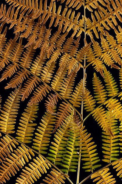 Jaynes Gallery 아티스트의 USA-Washington State-Seabeck Close-up of bracken fern pattern작품입니다.